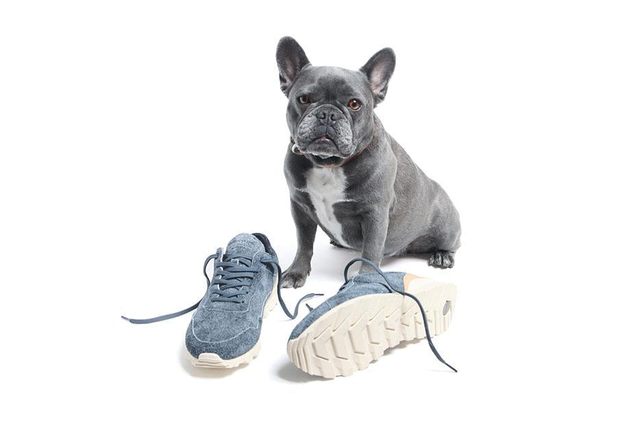 Commonwealth x Clae Hoffman shoes with Lola the Frenchie